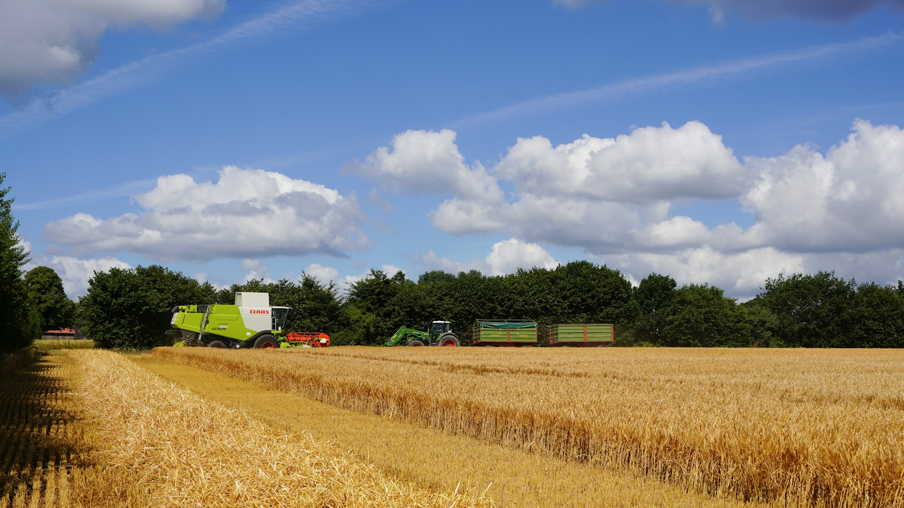 Cosechadora en campo de trigo